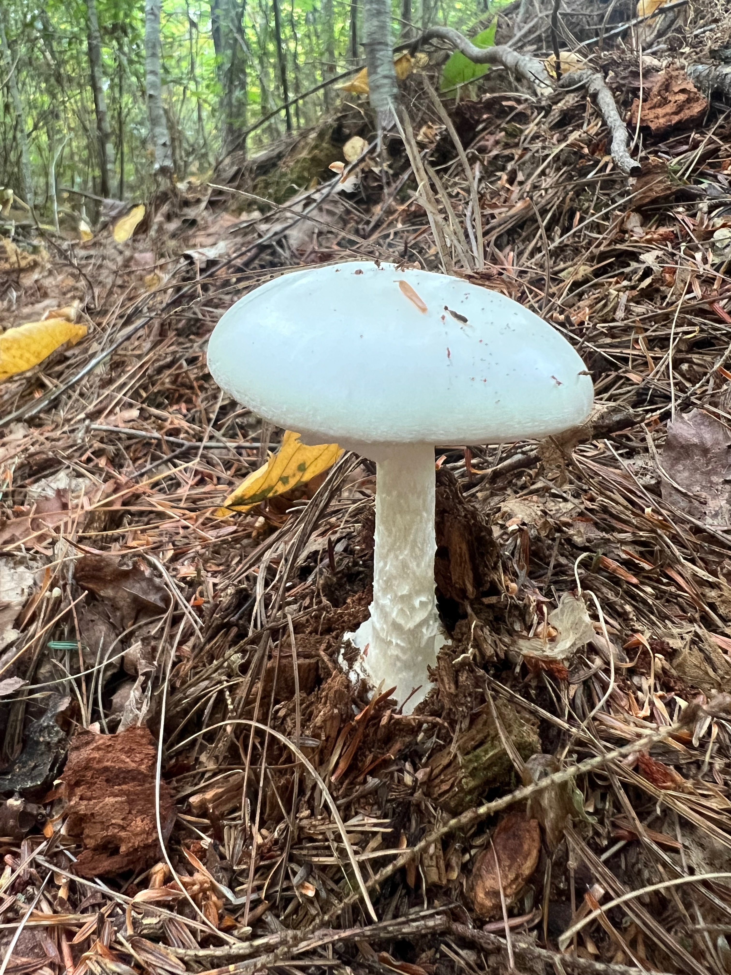 Amanita bisporigera